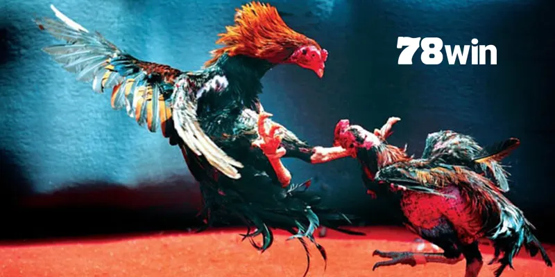 Một vài lưu ý trong cách chọn và chăm sóc mồng gà đá