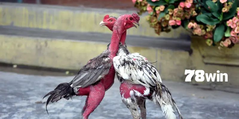 Cách chọn mồng gà đá có tầm ảnh hưởng rất lớn đến khả năng thi đấu