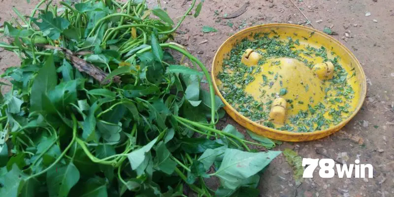 Cách Vô Mồi Cho Gà Đá Cựa Sắt Tăng Sức Mạnh Chiến Đấu 7 Cách vô mồi cho gà đá cựa sắt bằng rau xanh