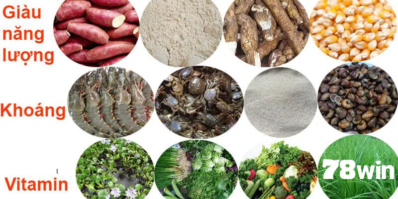 Cách Vô Mồi Cho Gà Đá Cựa Sắt Tăng Sức Mạnh Chiến Đấu 8 Lưu ý quan trọng khi thực hiện chăm sóc chiến kê