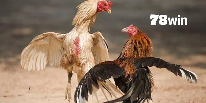 Lưu ý quan trọng khi thả gà đá cựa sắt